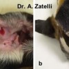 Lesión cutánea en los pabellones auriculares (a-cara interna, b-cara externa) debido a la leishmaniosis canina