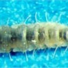 Flebotomo come larva di IV stadio con quattro setole caudali