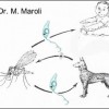 Ciclo de transmisión de la leishmaniosis visceral zoonótica