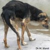 Cane malato di leishmaniosi con grave cachessia, onicogrifosi e ulcere